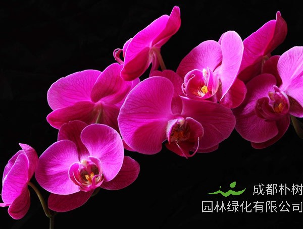 详解蝴蝶兰为什么不出花剑？