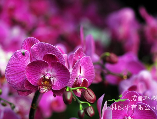 蝴蝶兰用什么土栽培比较好？