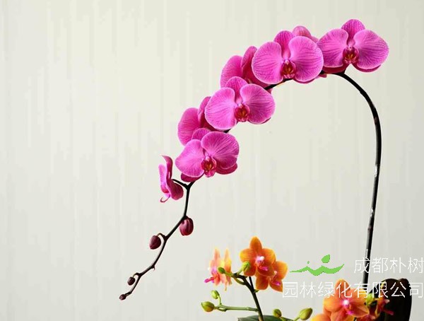 蝴蝶兰的叶子变软变蔫了是怎么回事情？要如何去处理？