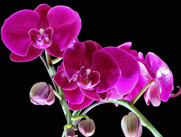 蝴蝶兰开完花后怎么处理？方法有哪些？