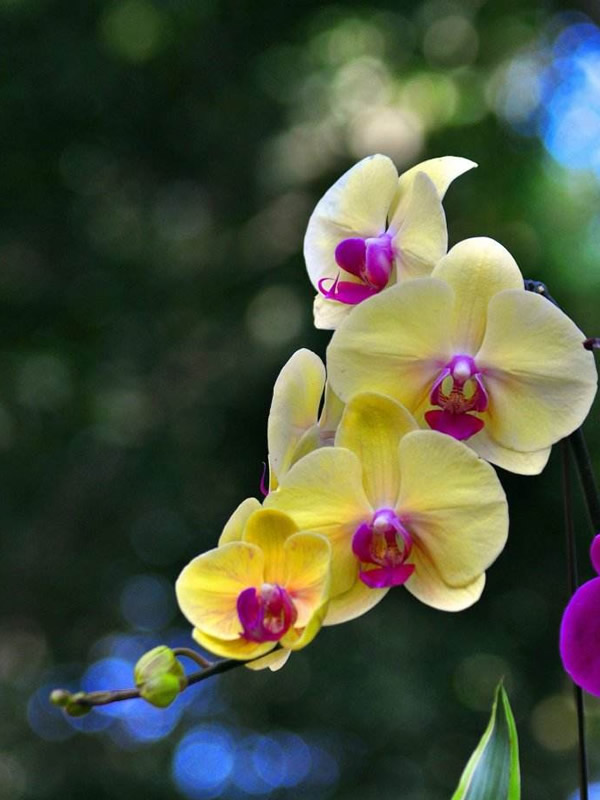 蝴蝶兰花期多长？开花时间是什么时候？