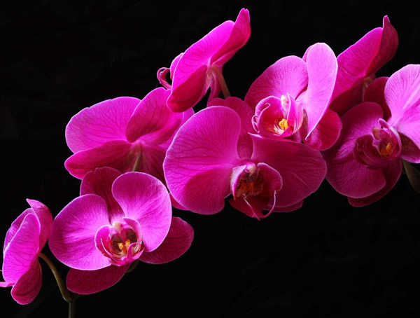 详解蝴蝶兰为什么不出花剑？