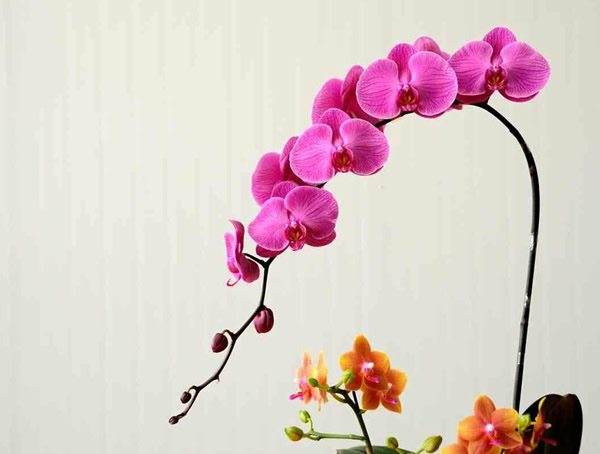 蝴蝶兰的叶子变软变蔫了是怎么回事情？要如何去处理？