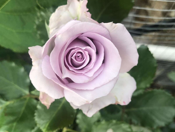 海洋之歌月季的优缺点有哪些？