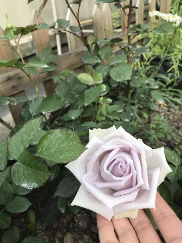 海洋之歌月季是藤本还是灌木植物？