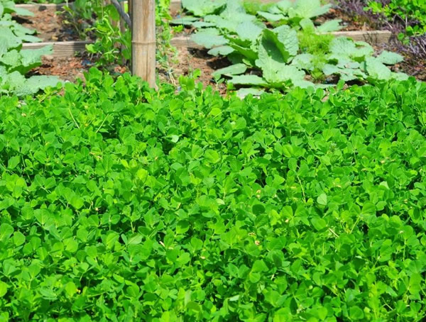 南苜蓿能不能吃？可以怎么吃？