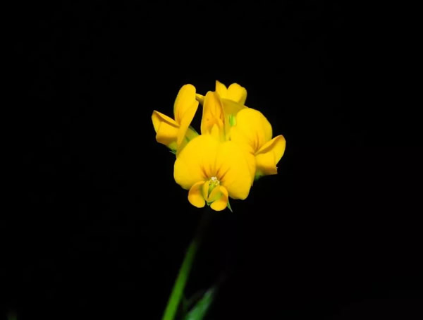 南苜蓿的功效与作用有哪些？