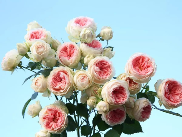 绒球门廊月季的优缺点有哪些？