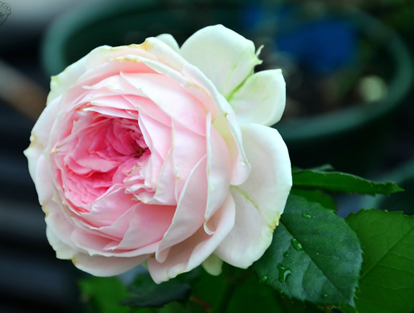 绒球门廊月季是藤本植物么？