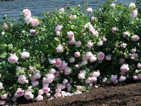 绒球门廊月季适合在广东种植吗？