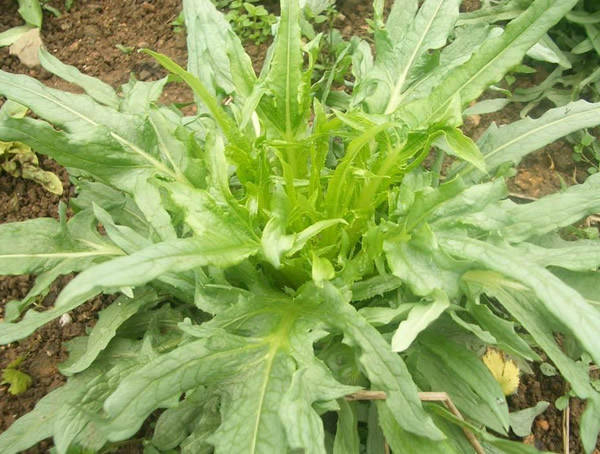 苦卖菜人能食用吗？有哪些功效与作用？