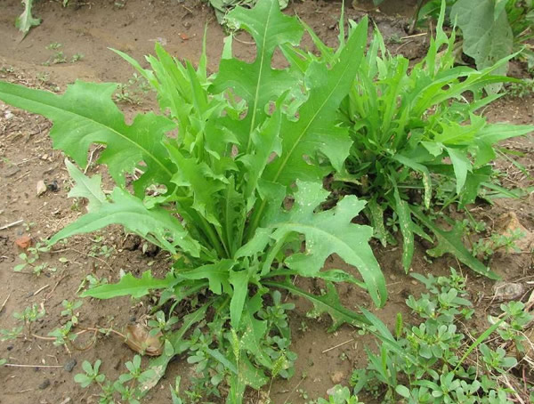 苦卖菜的形状有哪些特征？