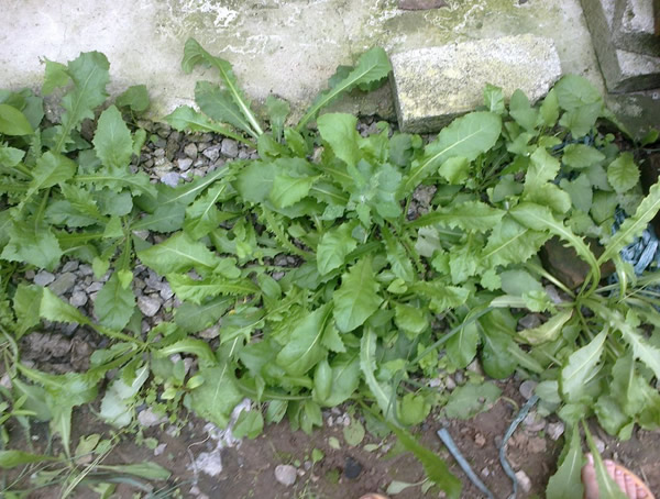 苦卖菜的种植技术是怎样的？