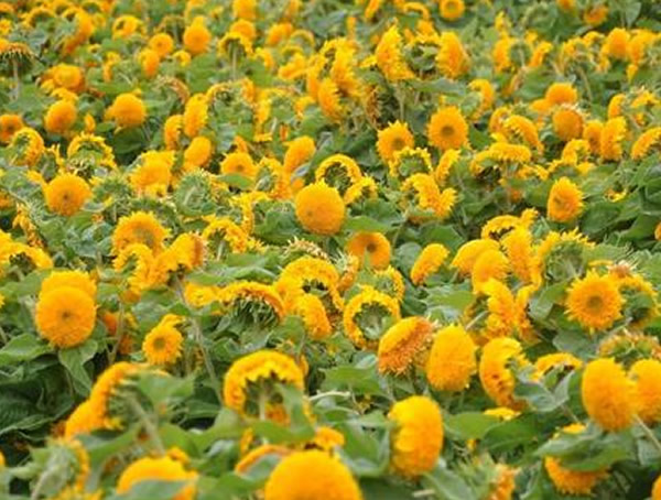 玩具熊向日葵的种植方法有哪些？