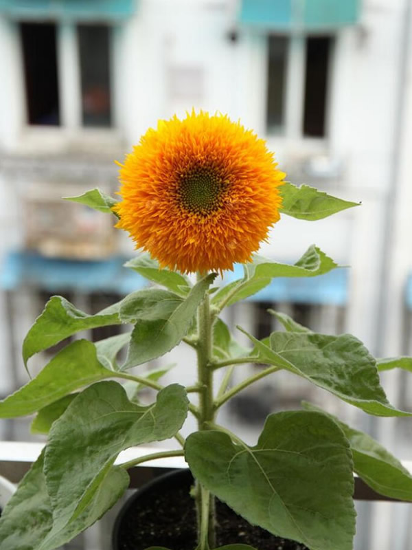 玩具熊向日葵能长多高？