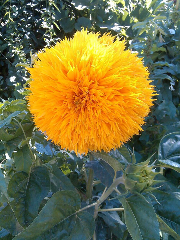 玩具熊向日葵什么时候播种？