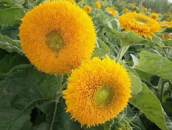 玩具熊向日葵什么时候开花？