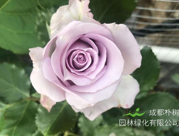 海洋之歌月季的优缺点有哪些？