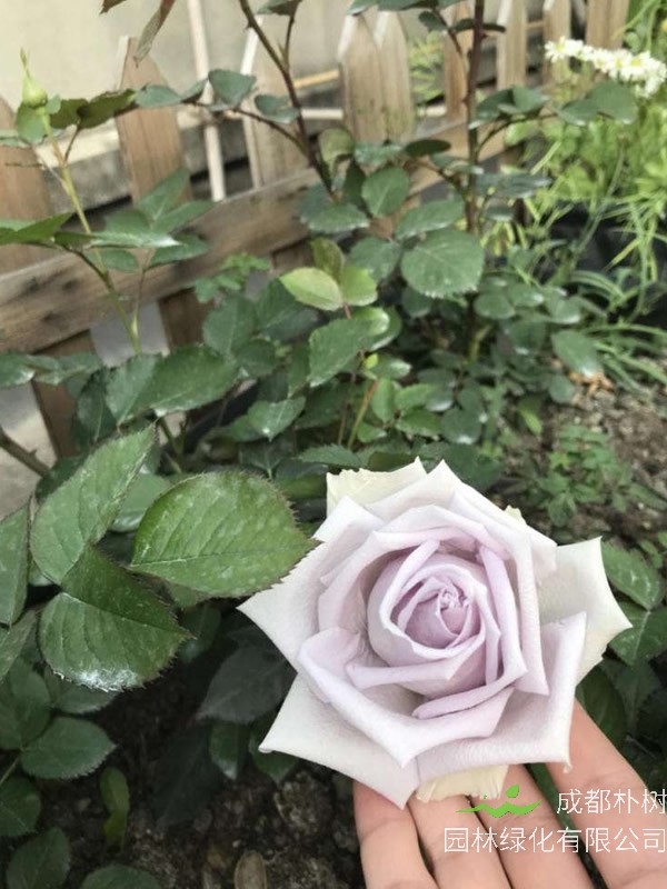 海洋之歌月季是藤本还是灌木植物？