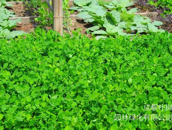 南苜蓿能不能吃？可以怎么吃？