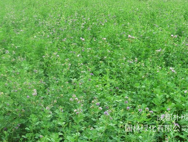 南苜蓿是三叶草吗？