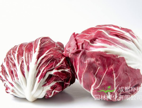 红菊苣的功效与作用有哪些？