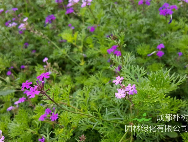 细叶美女樱的图片欣赏，细叶美女樱图片高清大全