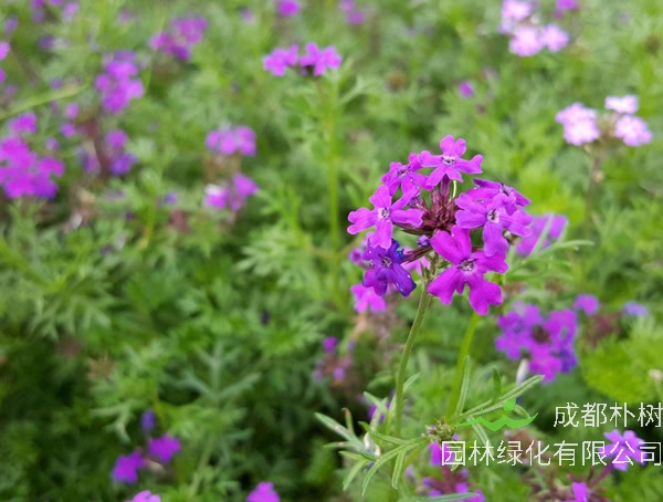 细叶美女樱的图片欣赏，细叶美女樱图片高清大全