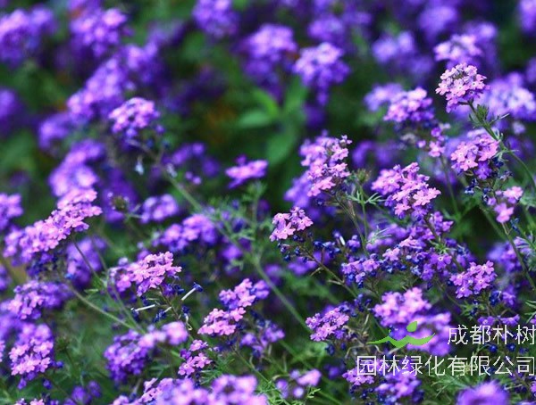 细叶美女樱和美女樱的区别有哪些？