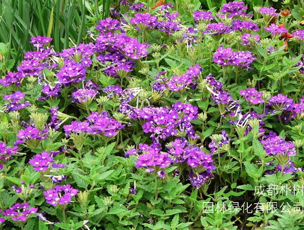 细叶美女樱的养殖方法和注意事项有哪些？