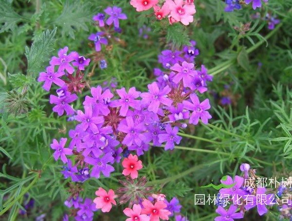 细叶美女樱的图片欣赏，细叶美女樱图片高清大全