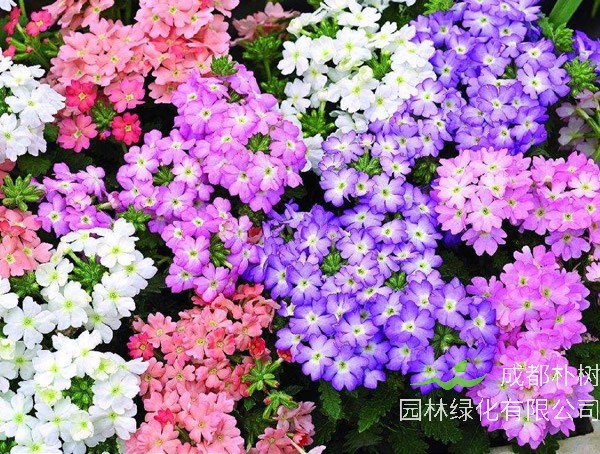 细叶美女樱的图片欣赏，细叶美女樱图片高清大全