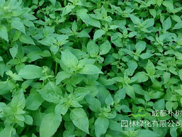 荆芥的功效与作用有哪些？