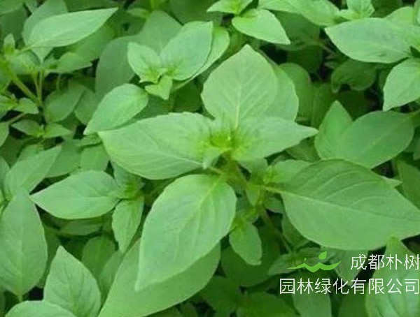 荆芥种植的时间和方法以及注意事项有哪些？