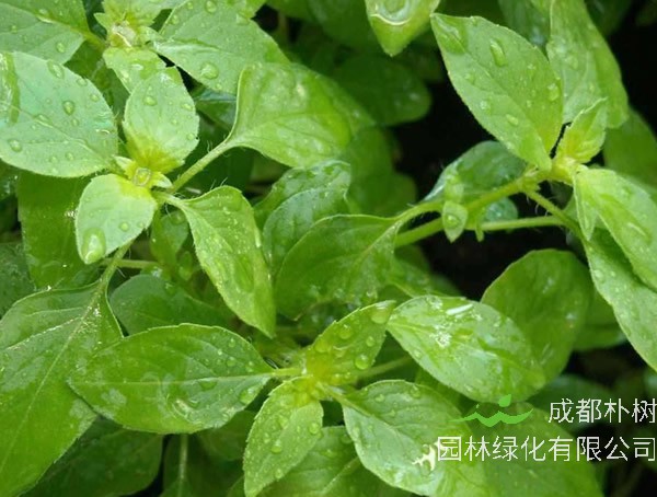 荆芥为什么只有河南人吃？