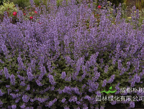 荆芥为什么不能和鱼一起吃？