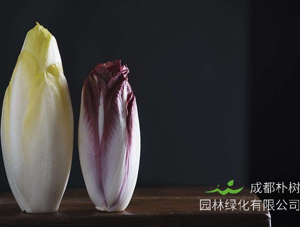 红菊苣怎么吃最有营养价值？