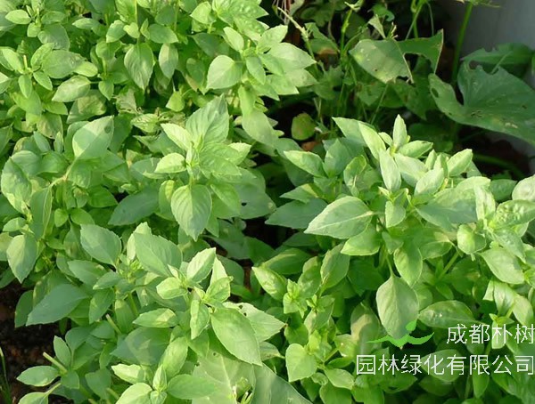 荆芥可以扦插繁殖吗？