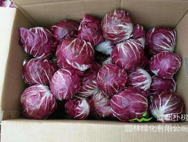 红菊苣种植时间和方法有哪些注意事项？