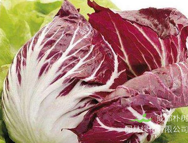 红菊苣和紫甘蓝的区别有哪些？都有哪些营养价值？