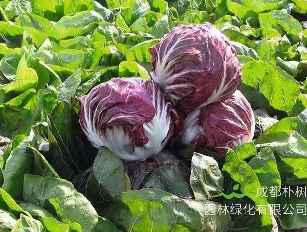 红菊苣不能和什么蔬菜一起吃？
