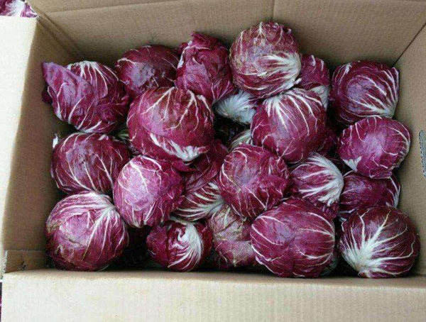 红菊苣种植时间和方法有哪些注意事项？