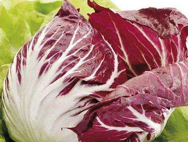 红菊苣和紫甘蓝的区别有哪些？都有哪些营养价值？