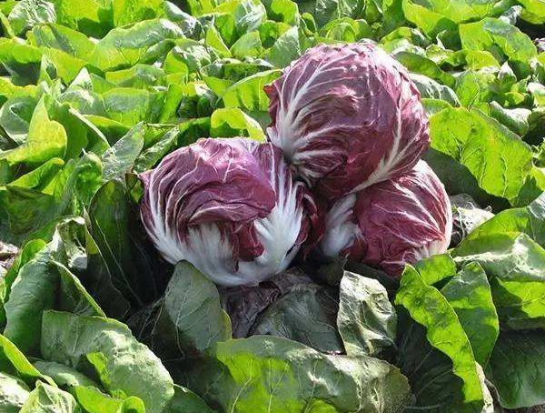 红菊苣不能和什么蔬菜一起吃？