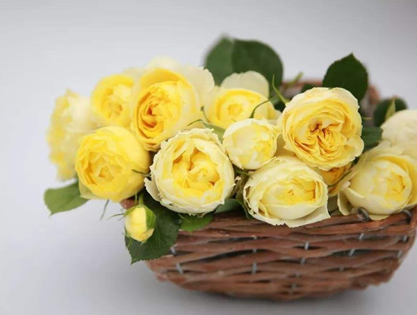 奶油龙沙月季是藤本还是灌木植物？