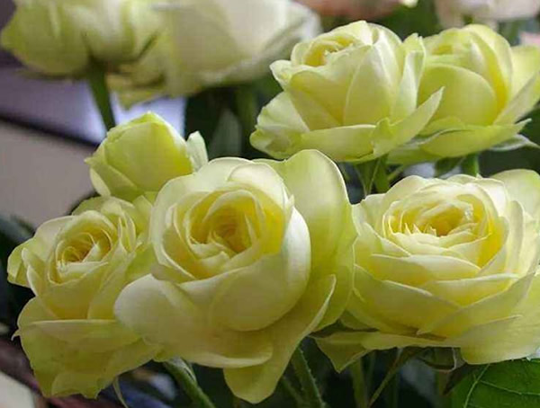 奶油龙沙月季耐热吗？