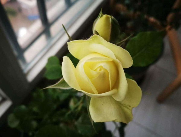 奶油龙沙月季为什么不开花？原因有哪些？