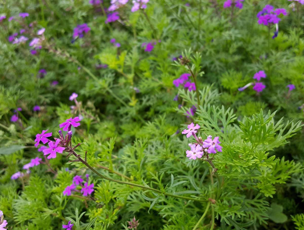 细叶美女樱的图片欣赏，细叶美女樱图片高清大全