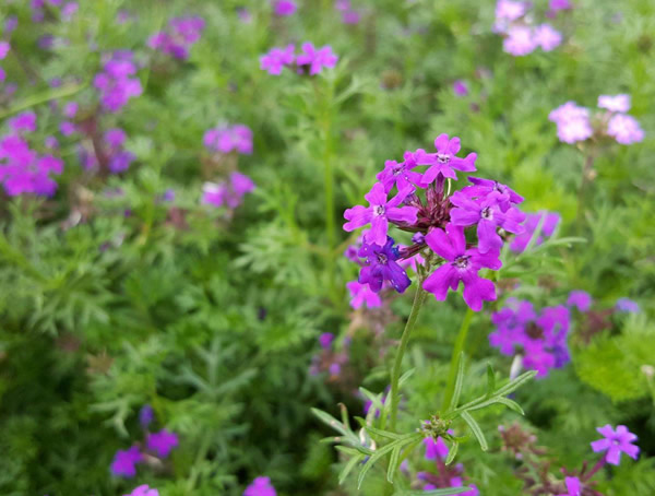 细叶美女樱是多年生的植物吗？