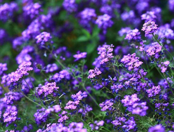 细叶美女樱和美女樱的区别有哪些？